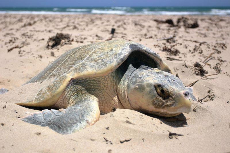 Kemp’s Ridley Sea Turtle