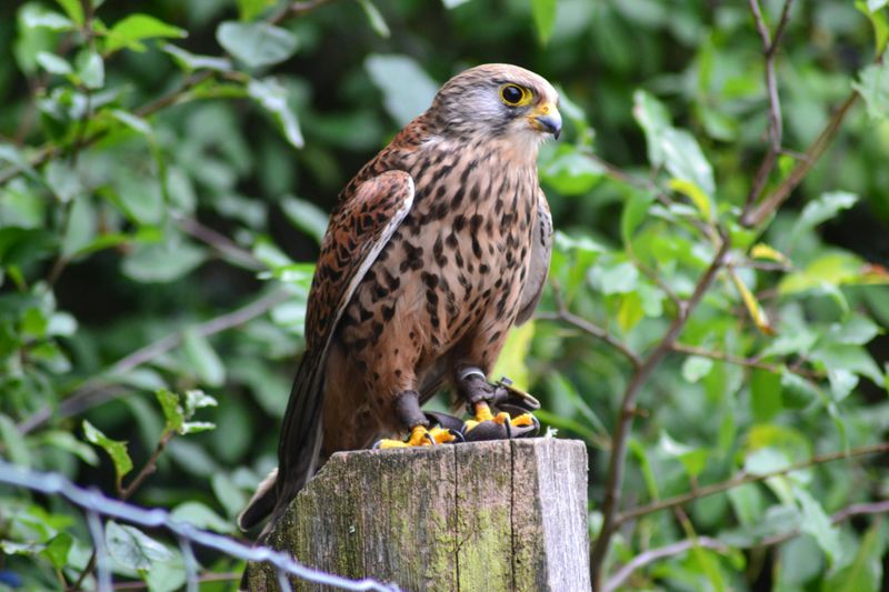 Kestrel