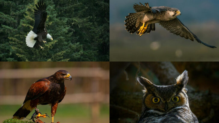 19 Killer Birds That Prove Deadly Predators Aren’t Just on the Ground