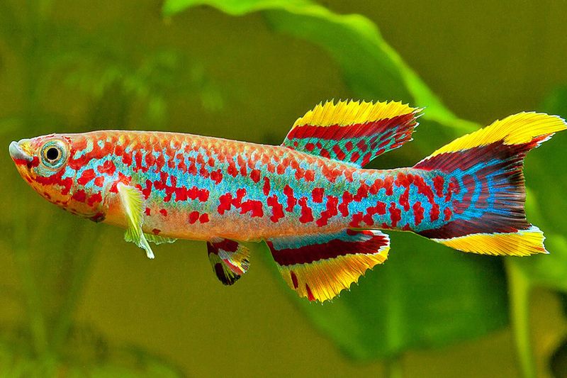 Killifish