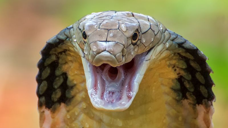 King Cobra