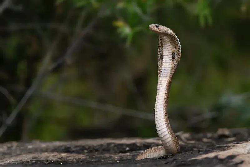 King Cobra