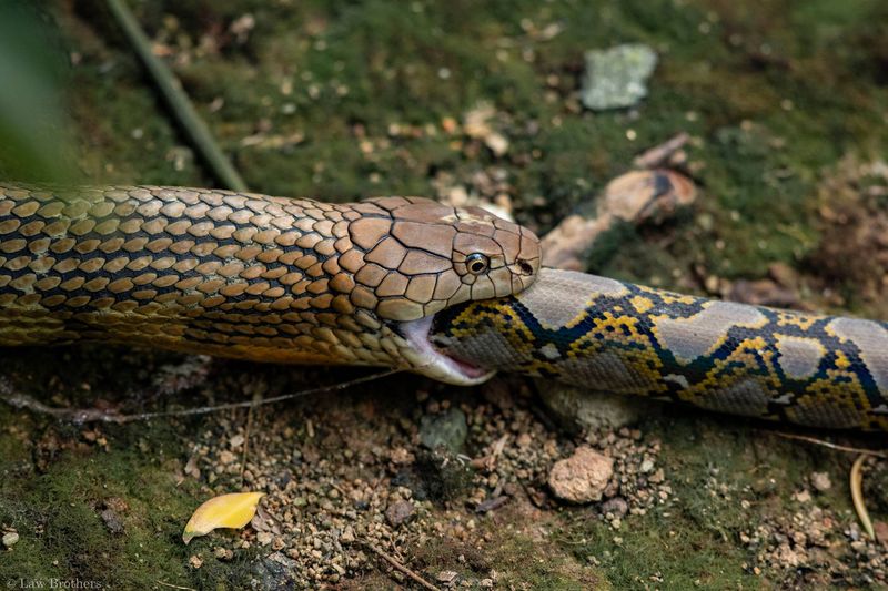 What Eats Snakes 15 Animals That Eat Snakes Exploring Animals