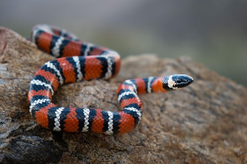 King Snake