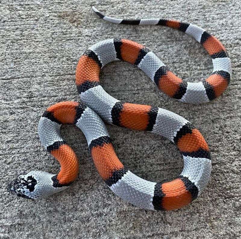 King Snake