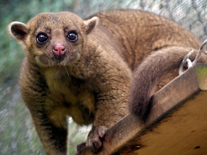 Kinkajou