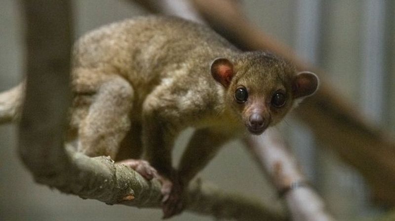 Kinkajou