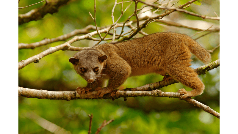 Kinkajou