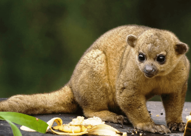 Kinkajou