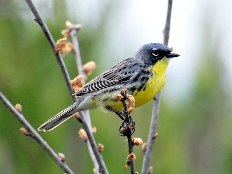 Kirtland's Warbler