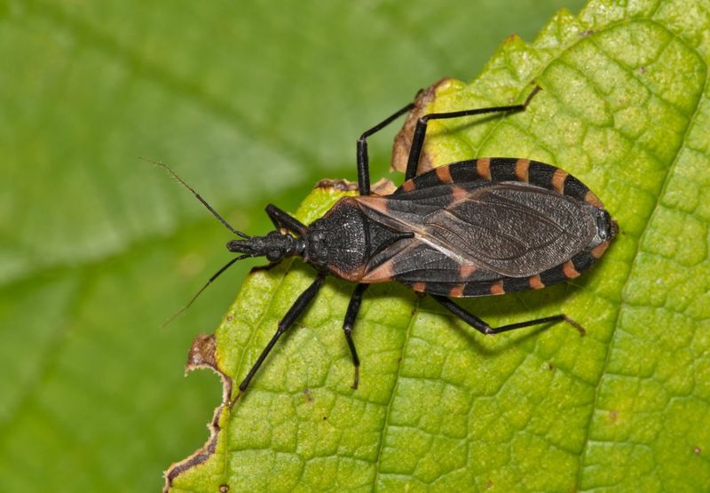 Kissing Bug