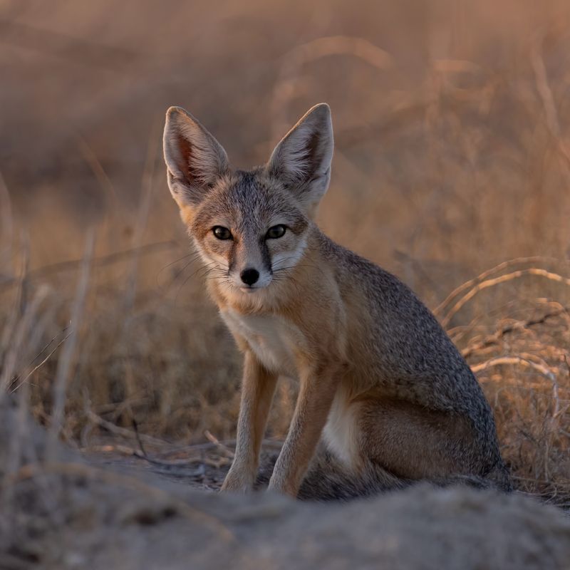 Kit Fox