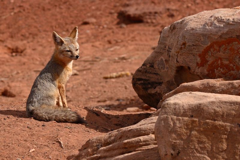 Kit Fox