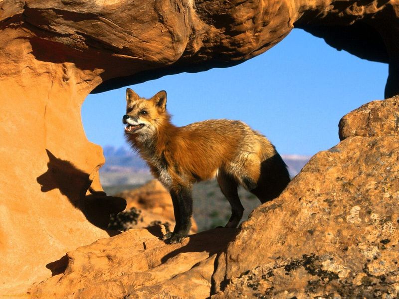 Kit Fox