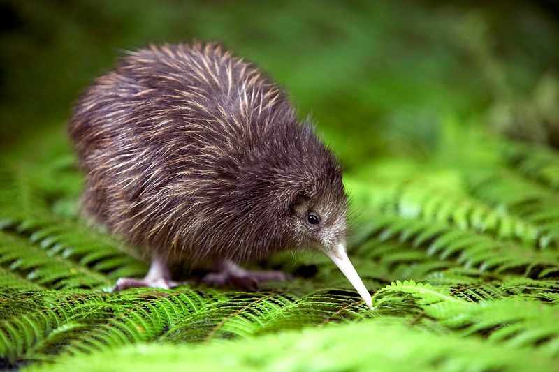 Kiwi