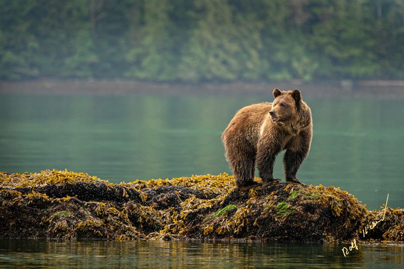 Knight Inlet, British Columbia