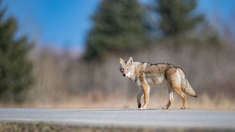 Know Local Coyote Habits