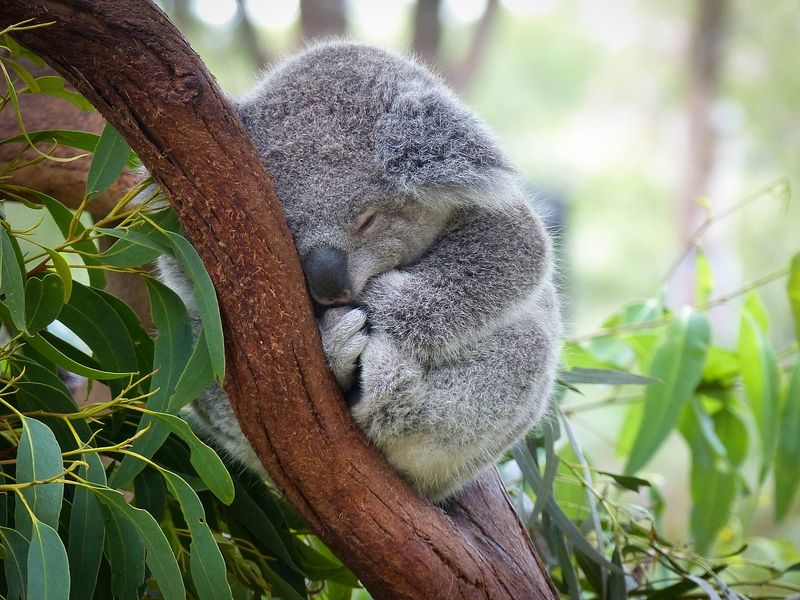 Koala