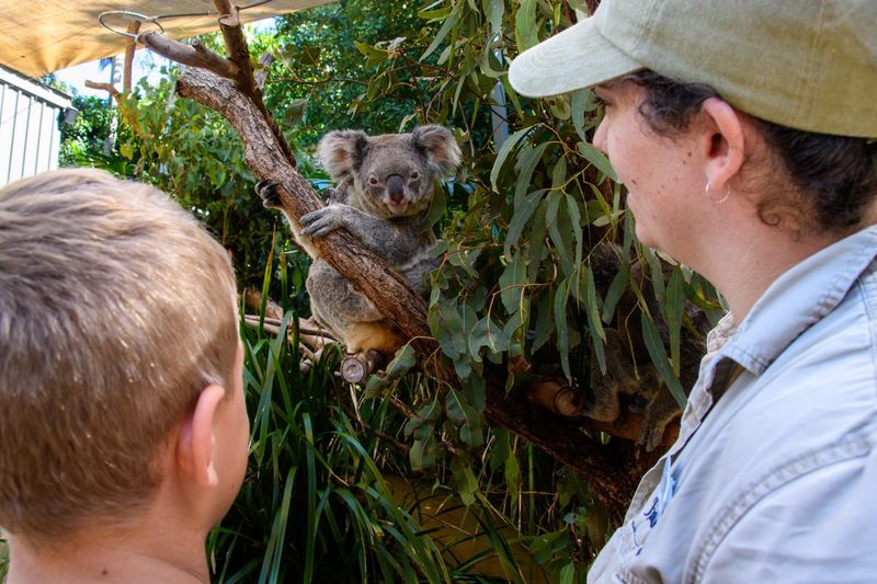 Koala Encounter in Australia