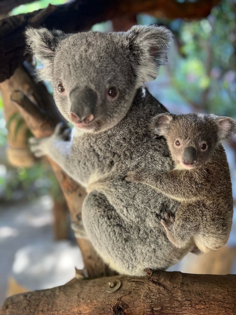 Koala Joey