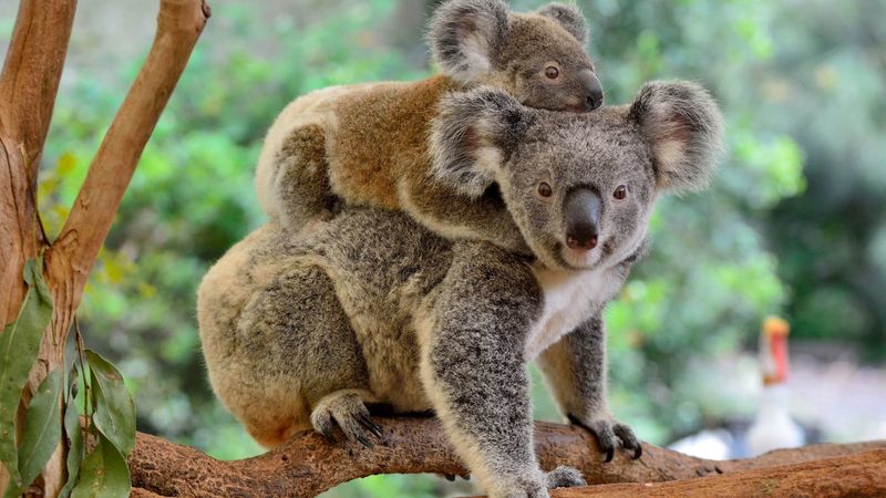 Koala Maternal Instincts