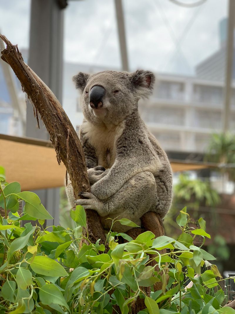 Koala