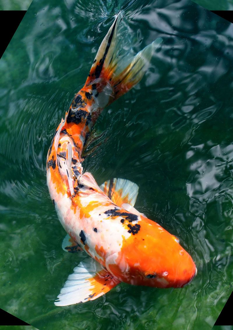 Koi Fish