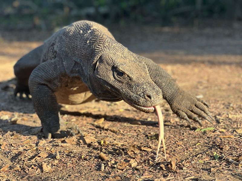 Komodo Dragon