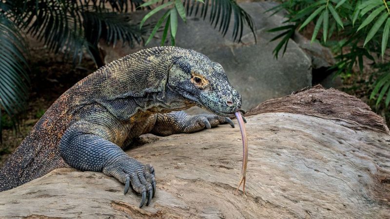 Komodo Dragon