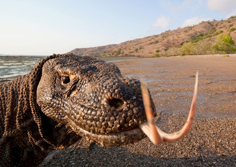 Komodo Dragon