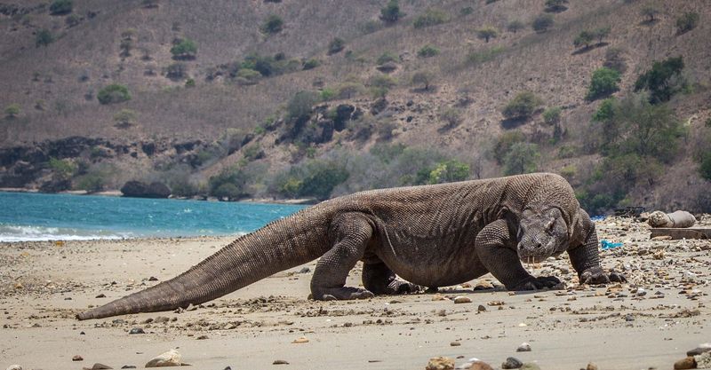 Komodo Dragon