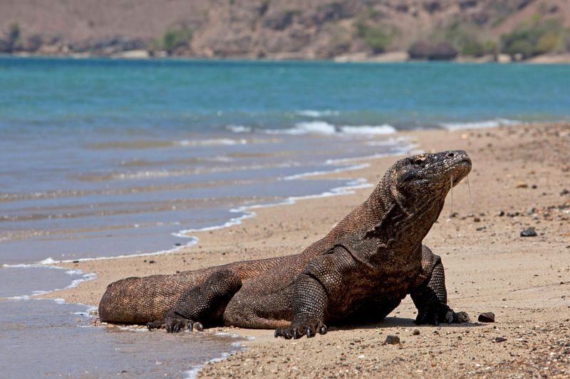 Komodo Dragon