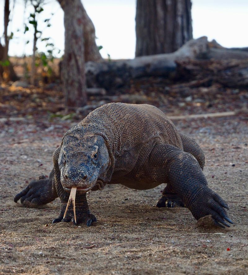 Komodo Dragon