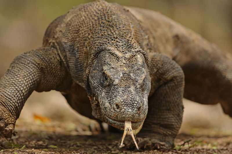 Komodo Dragon