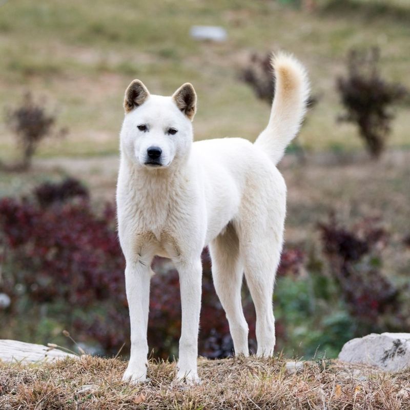 Korean Jindo