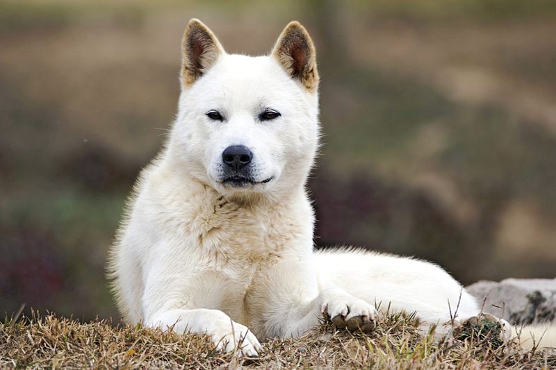 Korean Jindo