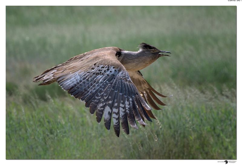 Kori Bustard