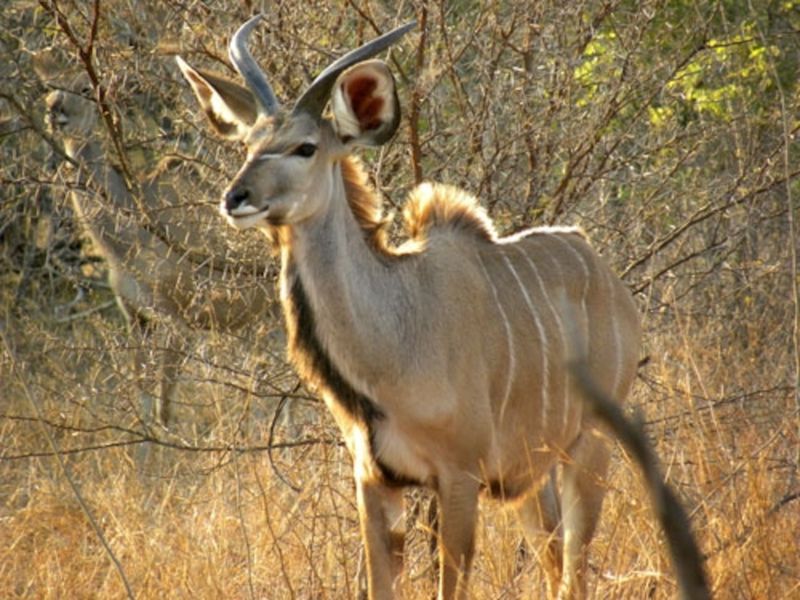 Kudu