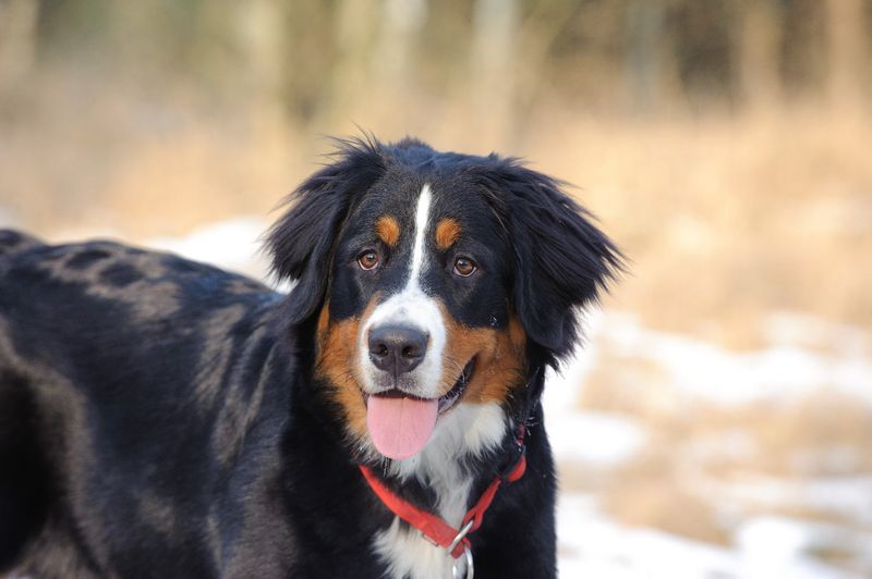 Labernese