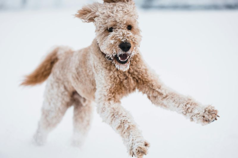 Labradoodle