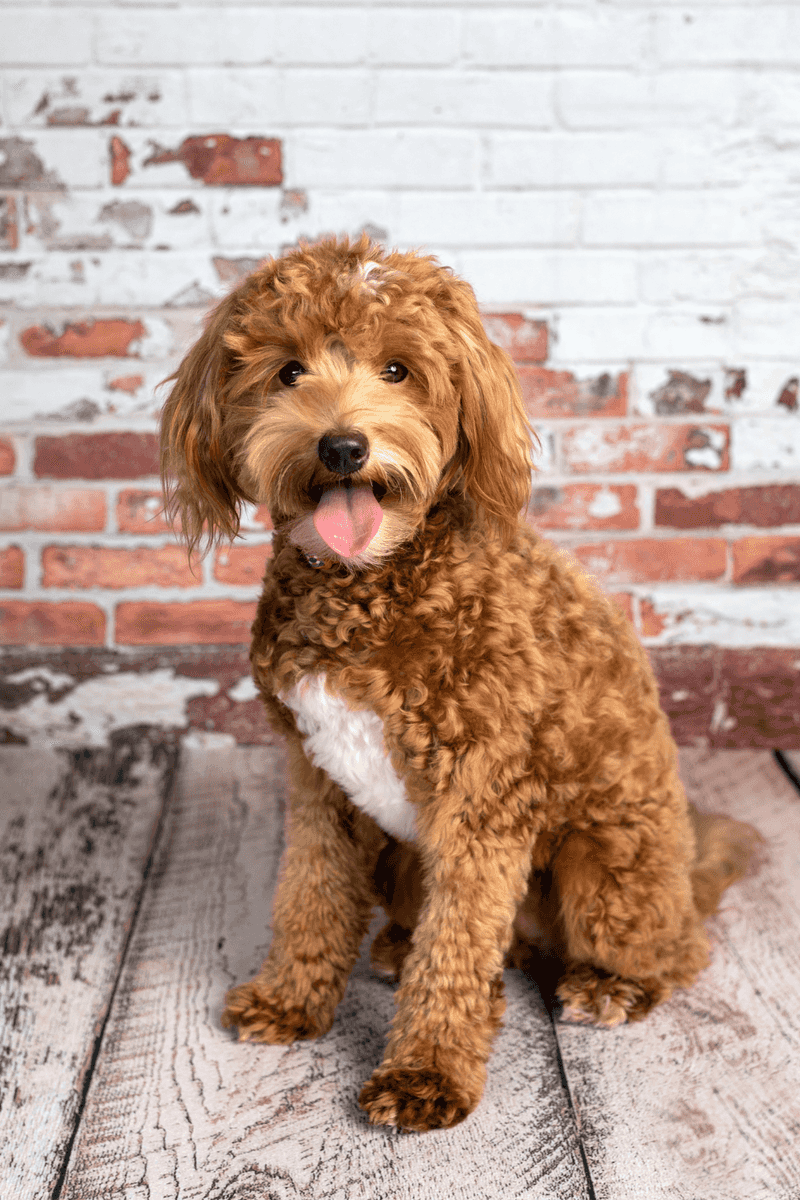 Labradoodle