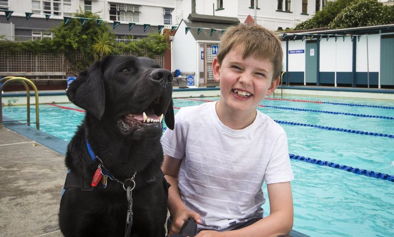 Labrador Rescues Drowning Boy