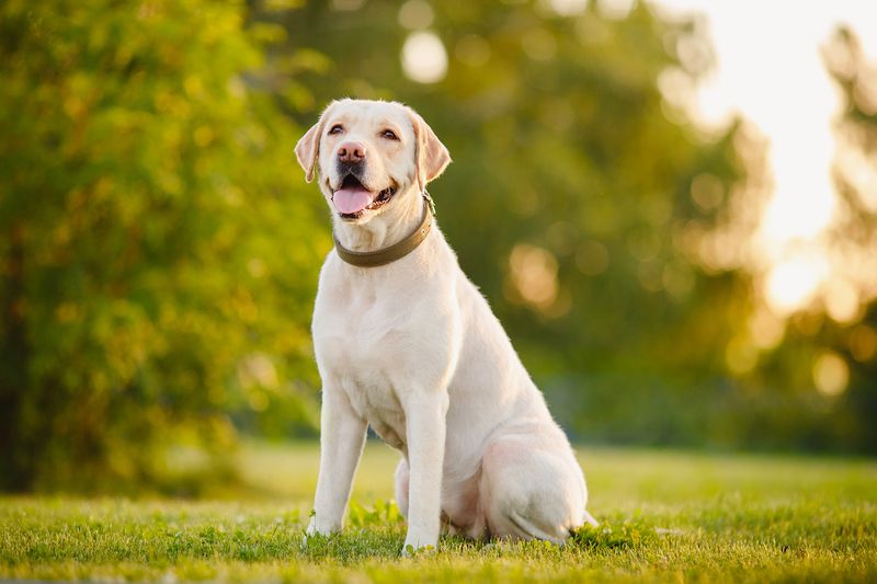 Labrador Retriever