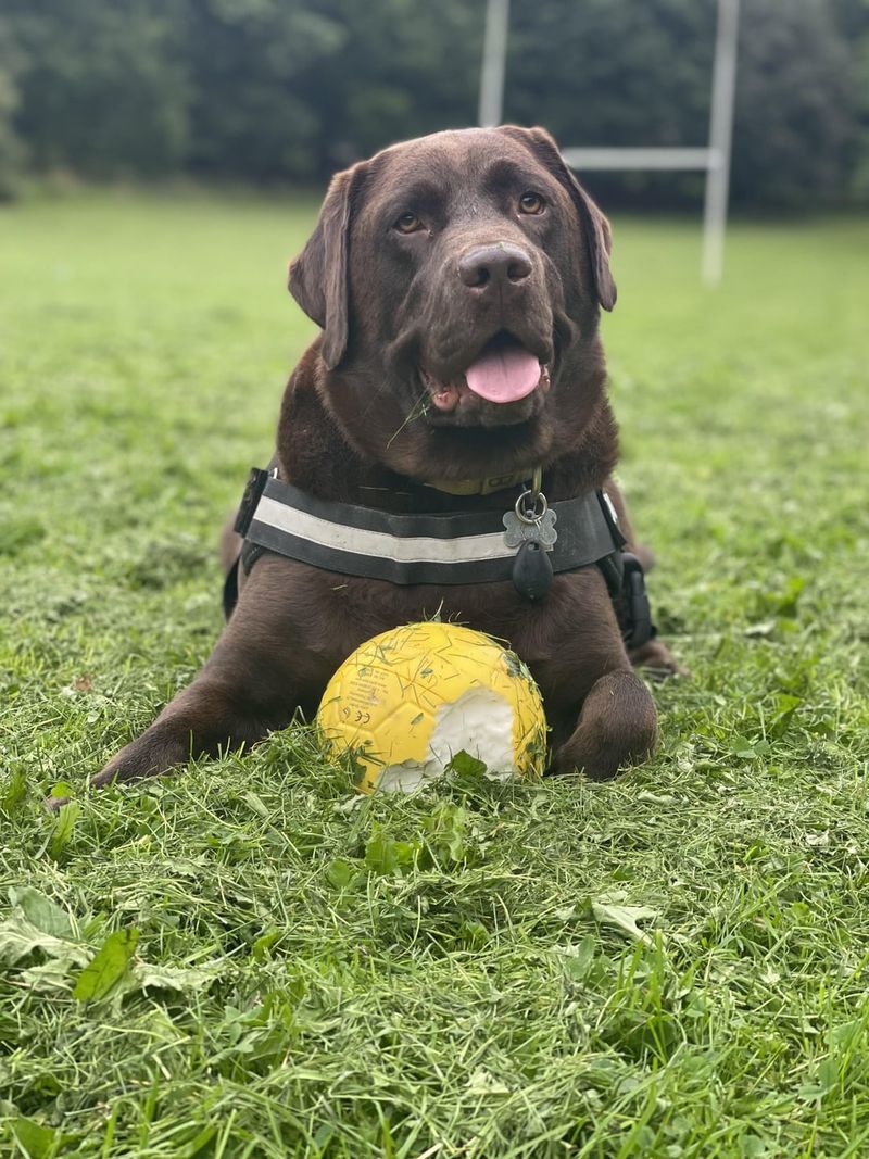 Labrador Retriever