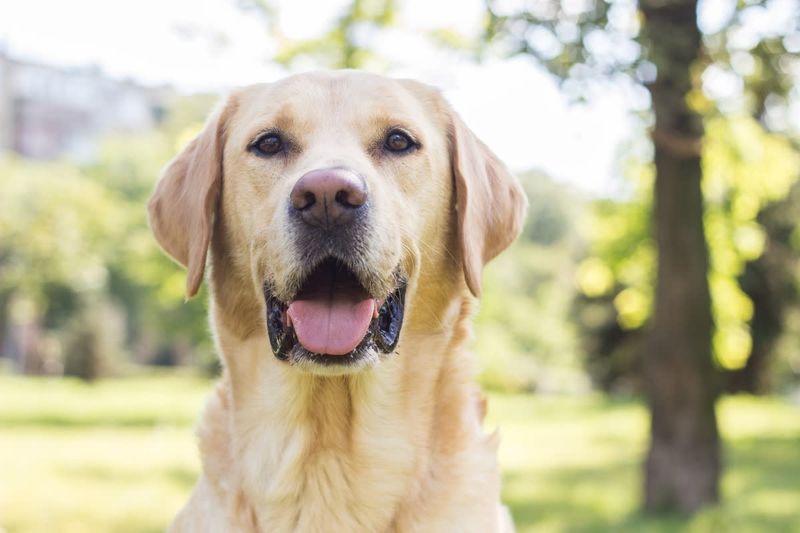 Labrador Retriever
