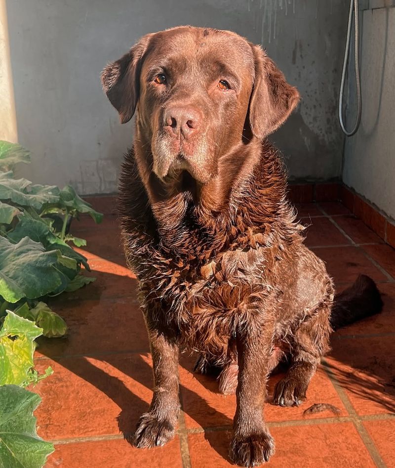 Labrador Retriever