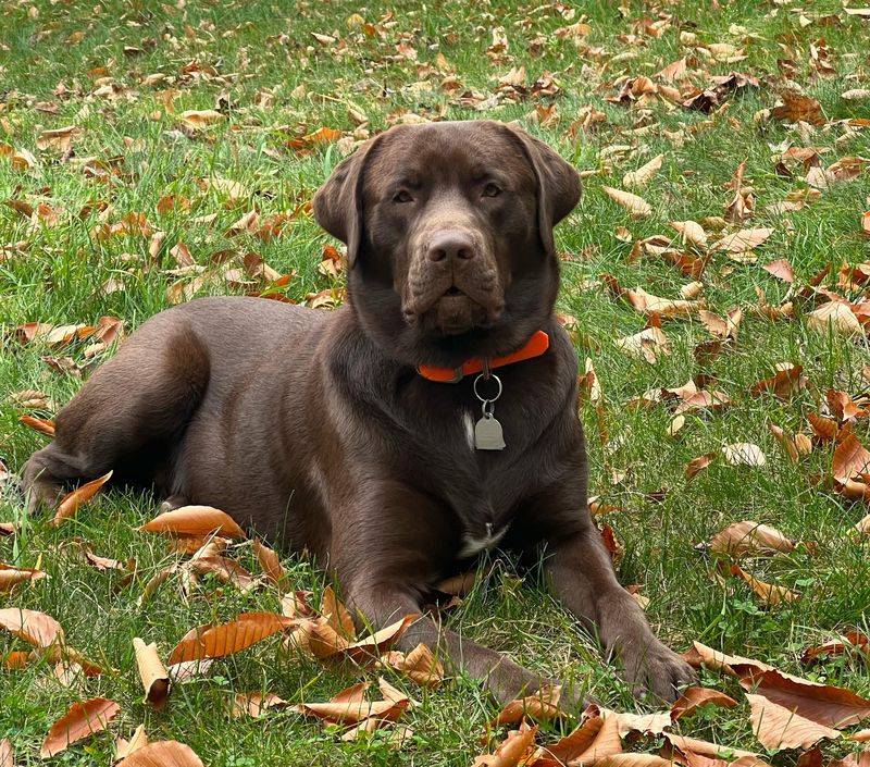 Labrador Retriever