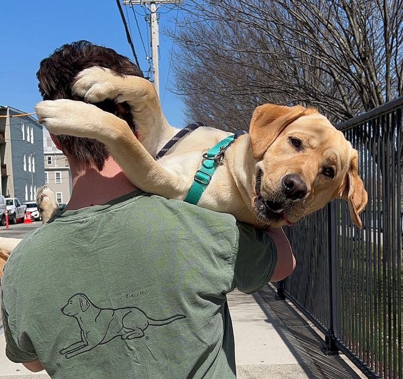 Labrador Retriever