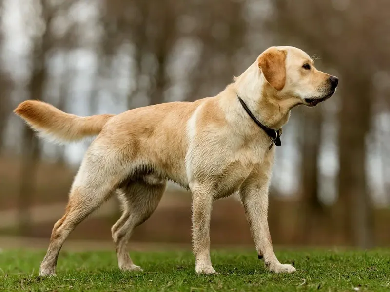 Labrador Retriever