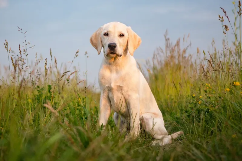 Labrador Retriever